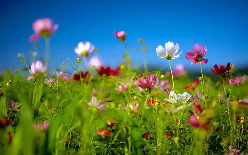 治愈系古筝曲《恋春风》,多么想在春风拂绿的时节遇见你~_哔哩哔哩