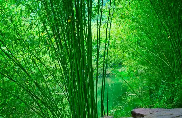 本文关键词:美丽的绿色风景图,风景图 自然风景绿色,绿色主题的风景