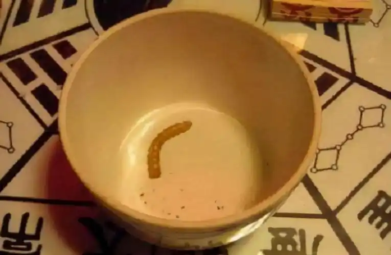 蛊到底是什么蛊到底是什么东西