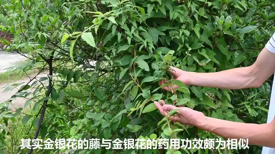 摘了金银花别忘了藤!它的用途好多人不知道?