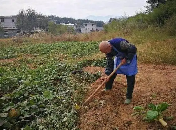八九十岁的农村老人在农田里辛勤劳作,他们为何闲不住?