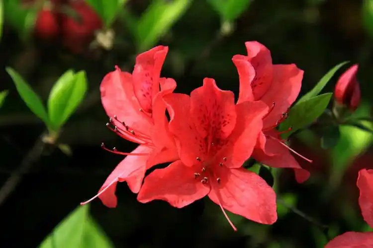 杜鹃杜鹃花科杜鹃花属