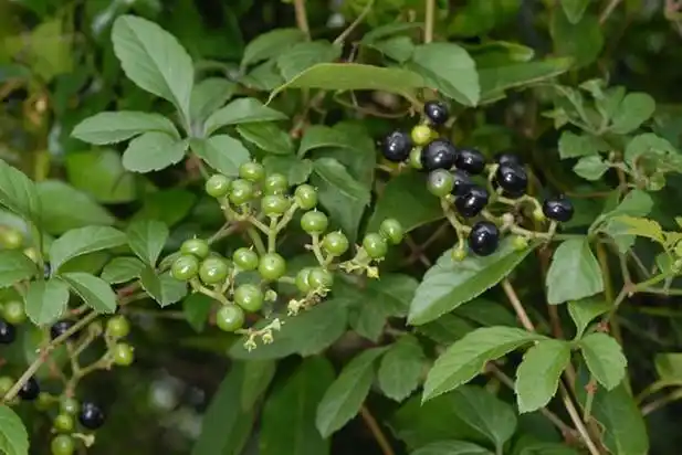 红母猪藤,五爪龙,五叶藤,五龙草,地五加 来源: 葡萄科乌蔹莓属植物乌