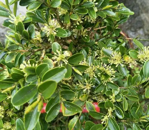 大叶黄杨小苗叶子发黄(小叶黄杨盆景枝条弱叶片少)(6)