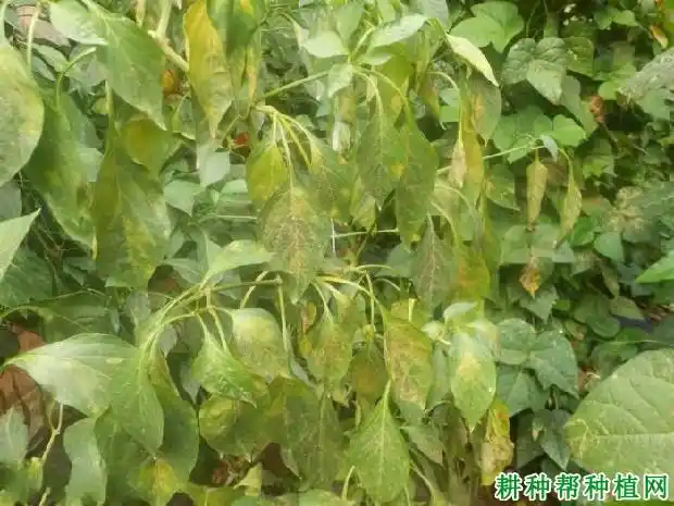 辣椒叶霉病如何防治?