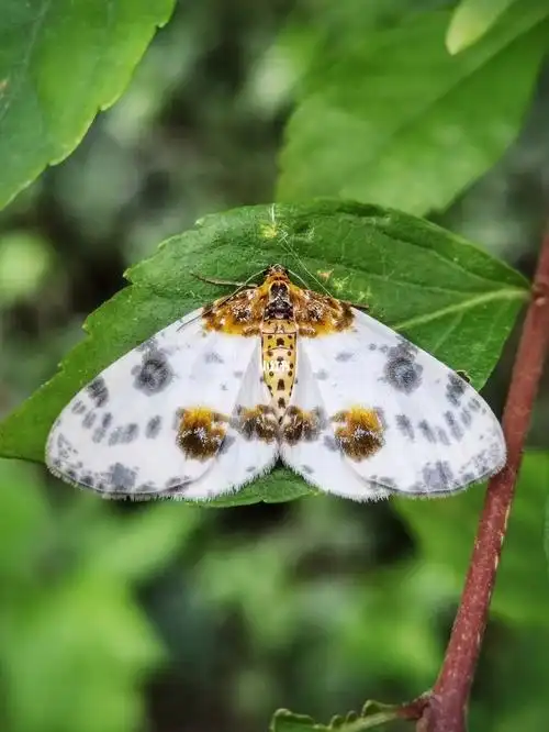 丝棉木金星尺蛾鳞翅目