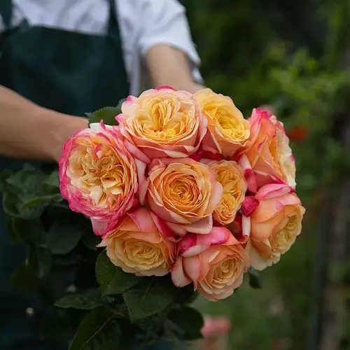 那些香到爆炸的月季品种浓香型月季大盘点