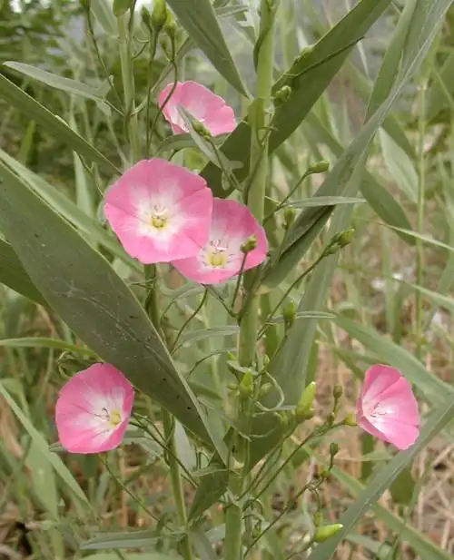 玉米田田旋花图文