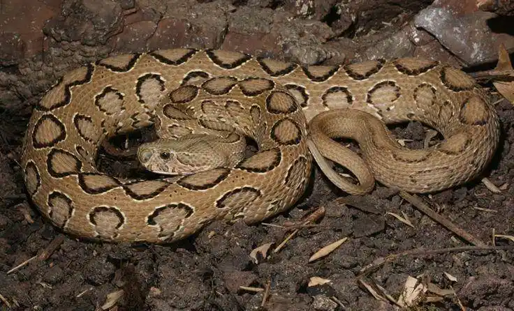 别乱猜了,有毒还是没毒根本不看头型_颜色_毒蛇_我国