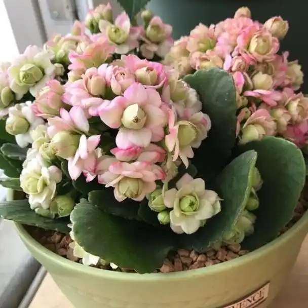 9月份养长寿花要用心,不然冬季难以开花,你家的长寿花长势好吗