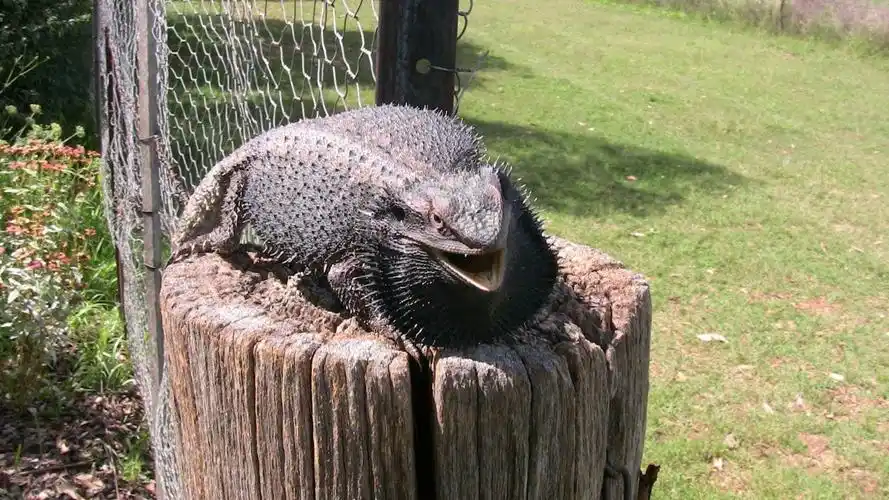 鬃狮蜥整天都是红的黄的白的我来给大家整点黑的