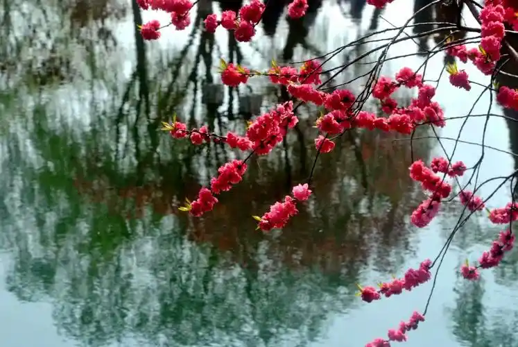 江南桃花,醉美蠡园.