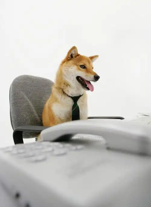 无人,办公室,坐,打电话,竖图,室内,白天,白色背景,正面,商务,家具