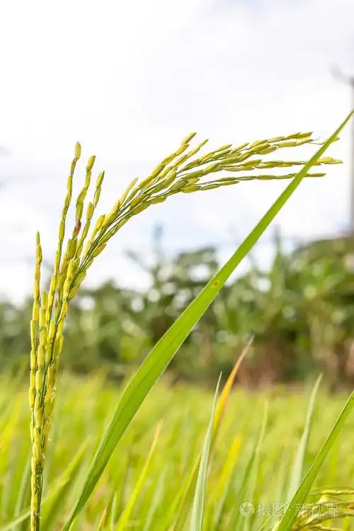 成熟的水稻关门