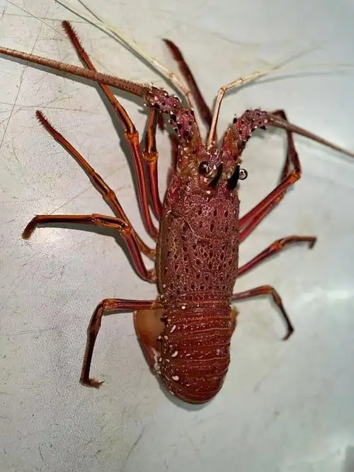 一折澳洲龙虾生猛海鲜_鲜活澳洲大龙虾生猛海鲜水产特大奥龙西部澳龙