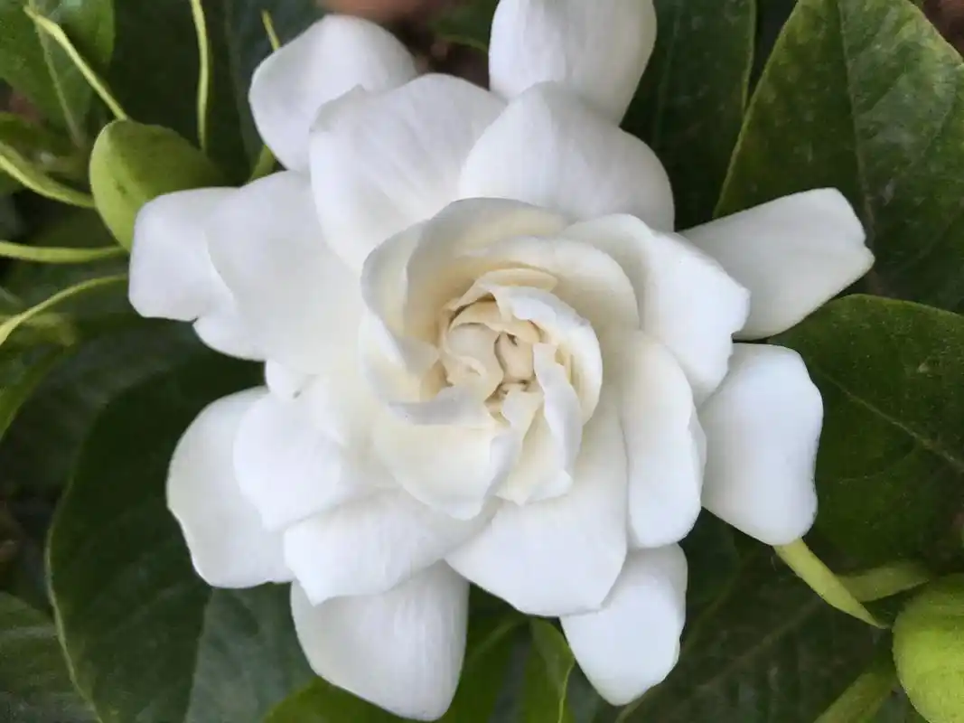 小叶栀子花#栀子花怎么 - 抖音