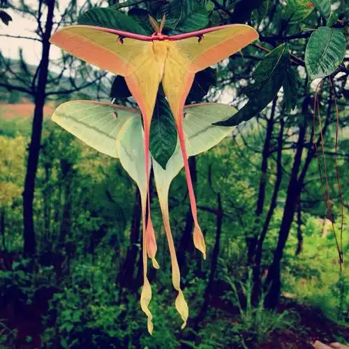 长尾大蚕蛾!美cry~山林果然奇遇多
