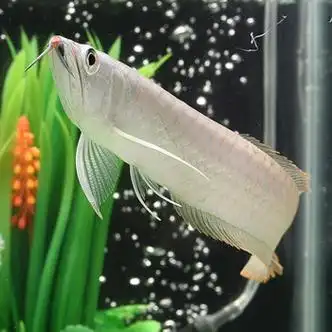 金龙印尼纯血统辣椒超血赤血红龙鱼活体鱼 14-16厘米银龙【图片 价格