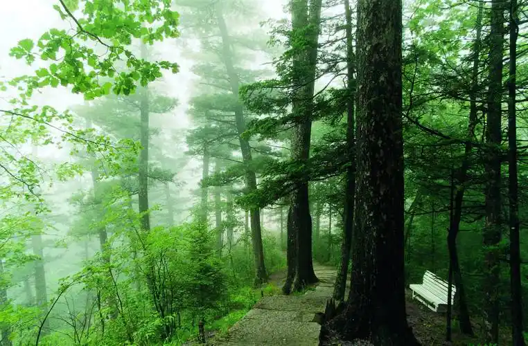 【跟着镜头看中国】畅游林海踏绿波,龙江夏季旅游"森意"十足_森林