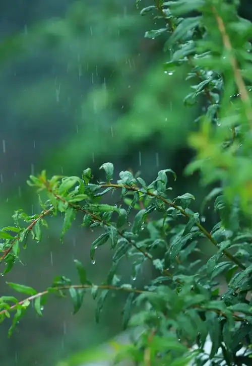 雨中石榴树 雨天 下雨 雨滴 花苗 果苗 - 尚品茗茶 - 图虫
