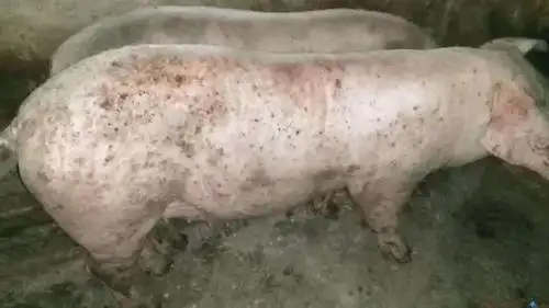 寄生虫病的特点?