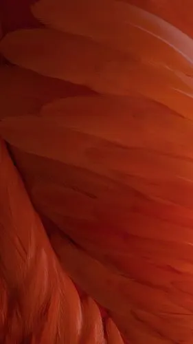 22张iphone6s高清原生壁纸收好不谢