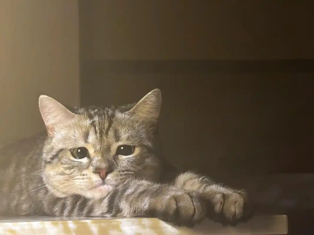 喵咪  屑猫.#发一张库存照片 #猫咪 #记录猫咪日常 #评 - 抖音