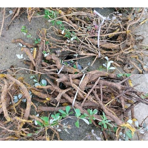 贵州新晒野生三颗针小檗三颗刺中药材小刺黄连土黄莲铜针刺包邮