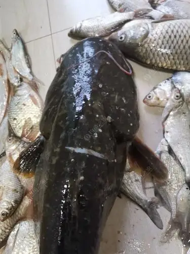 这是什么鱼?王家河半天鱼获