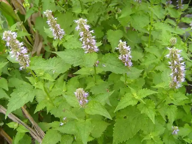 百草园暑湿之特效药藿香