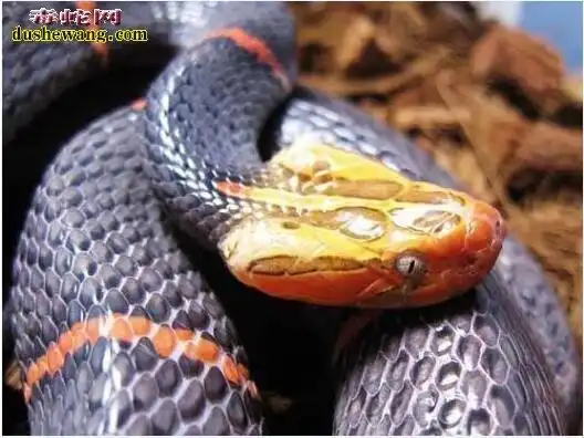 【广西白头蛇图片】广西白头蛇图片大全_蛇的图片_毒蛇网