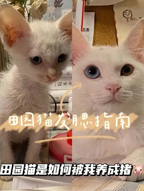 记录把我的猫养成猪的过程丨发腮小心得