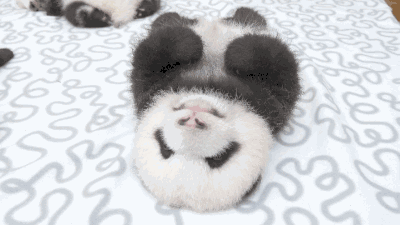 骗吃骗喝还假装怀孕没想到你是这种大熊猫