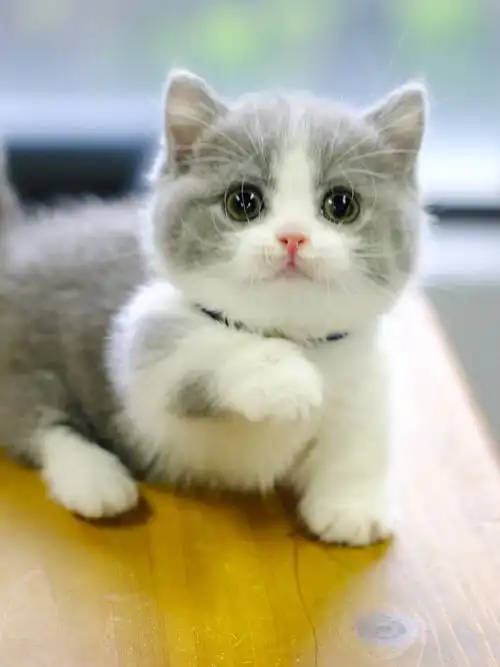 蓝白矮脚妹妹曼基康矮脚猫英短蓝白短腿猫