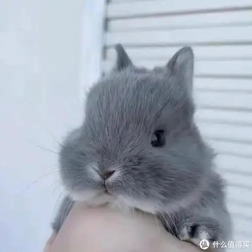 可爱的小兔子,跟大家分享|兔子_新浪新闻