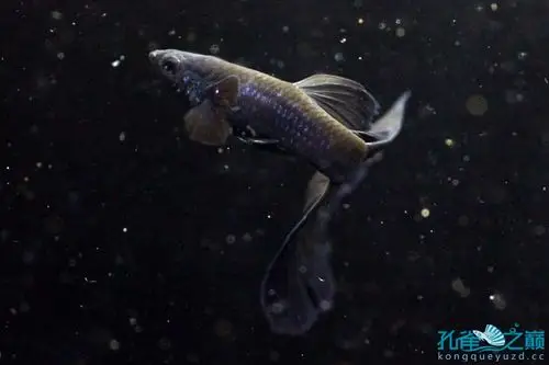 黑色的舞动精灵——孔雀鱼
