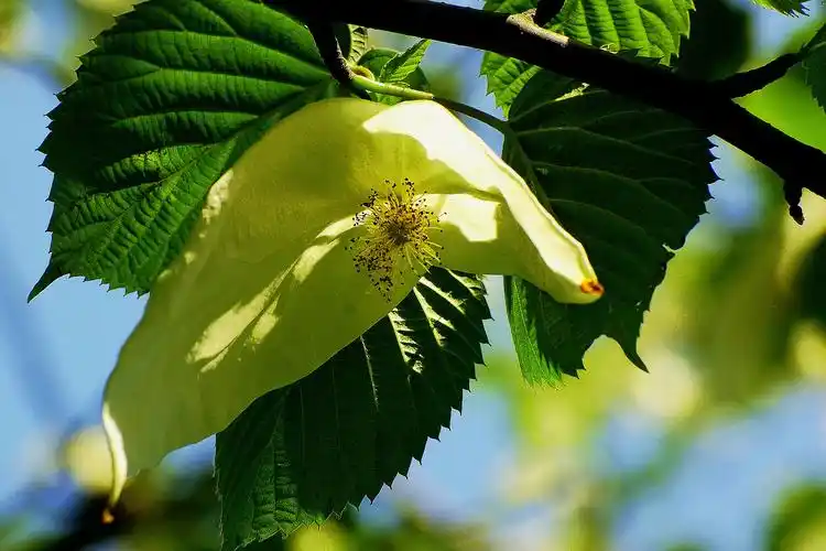 珙桐图片(珙桐百度百科)