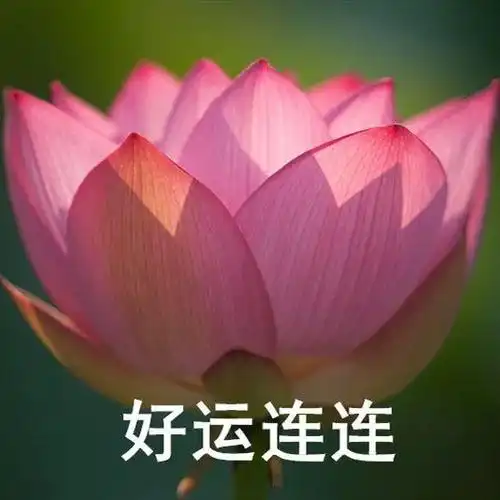 "妈,你有新的荷花头像可以换了!"__财经头条