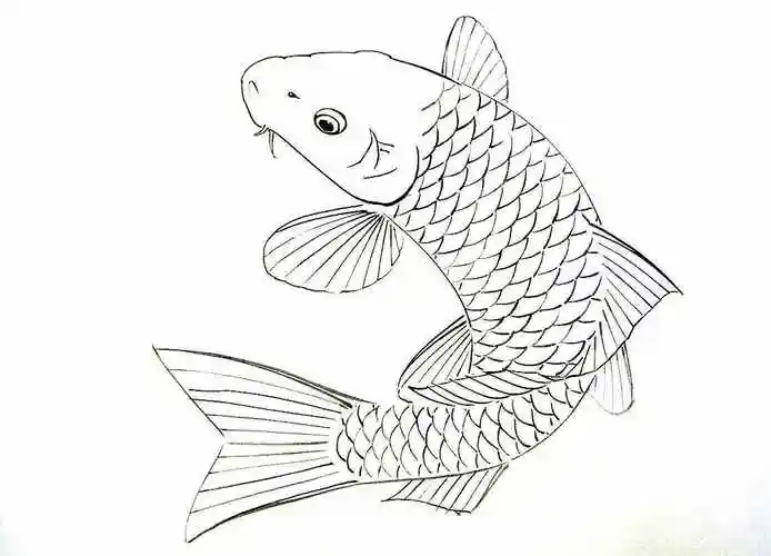 【转载】白描鱼