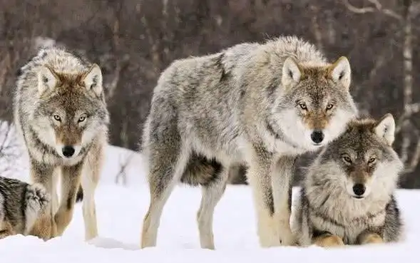 "猛虎架不住群狼",东北虎遇到狼群真会逃跑?答案令人大跌眼镜