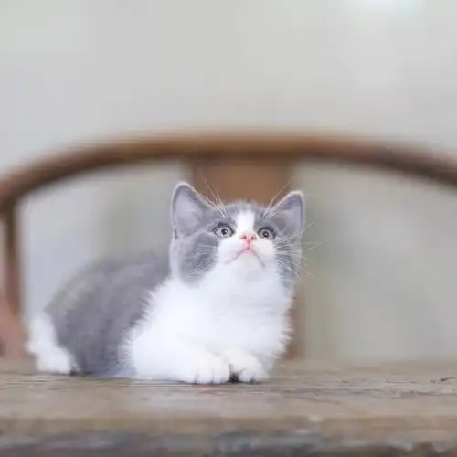 英短蓝白幼猫蓝猫矮脚蓝白英短折耳银渐层猫咪活物小猫幼猫宠物猫