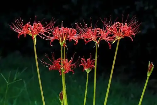 【凄美彼岸花】