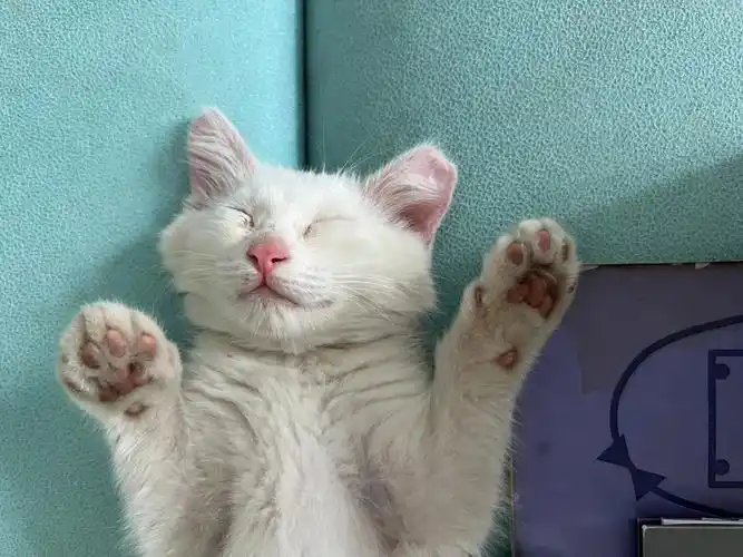 猫咪睡觉姿势