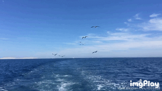 大海……海鸥.鲜花