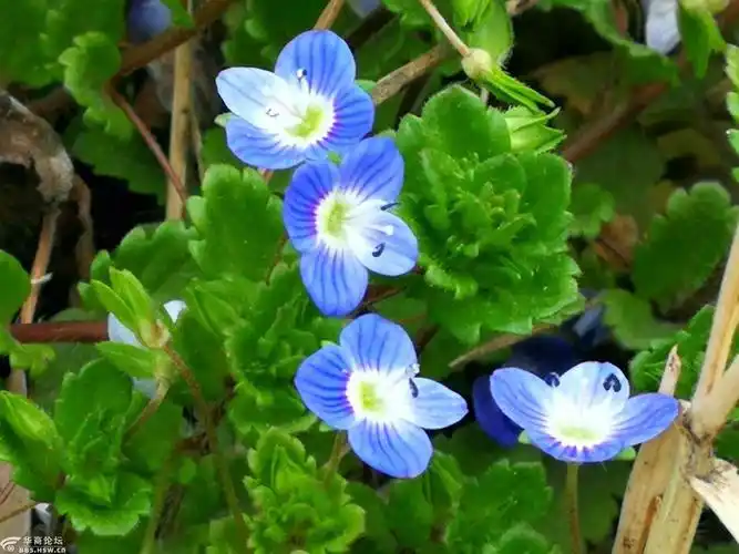 原来它叫婆婆纳