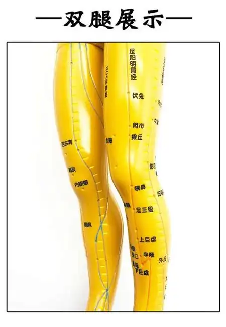 女人身体全部经络图 人体骨骼,穴位,内脏,经络分布图. -育儿知识