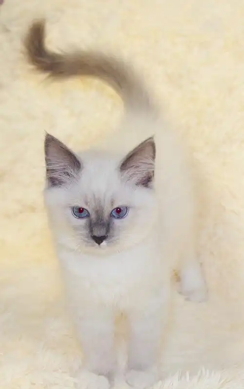 女孩,重点色白手套