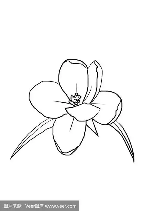 简单手绘黑白时尚线条艺术番红花春花.
