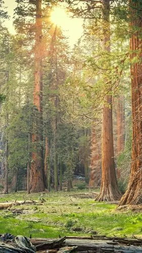美国加州红杉国家公园,森林,树,太阳光芒,自然,美国 iphone 壁纸