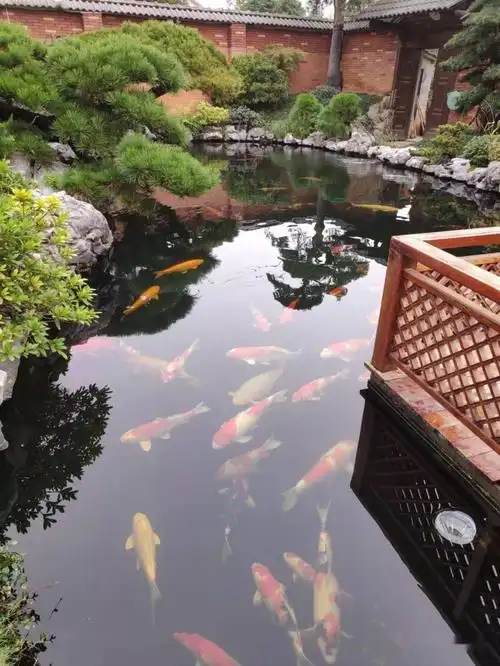 这些漂亮的庭院锦鲤鱼池是你穷极一生的梦想吗